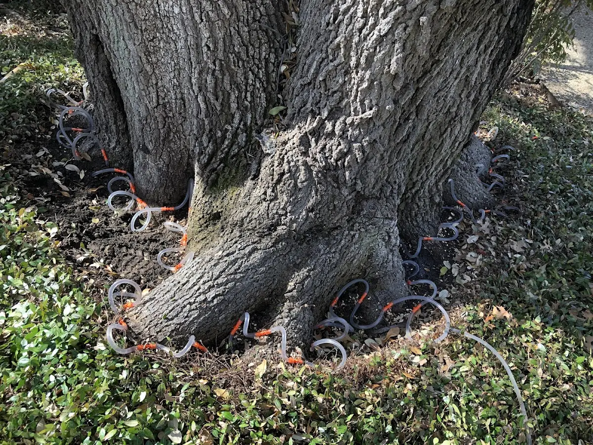 Detailed Tree Cabling and Bracing job site in Bearsville