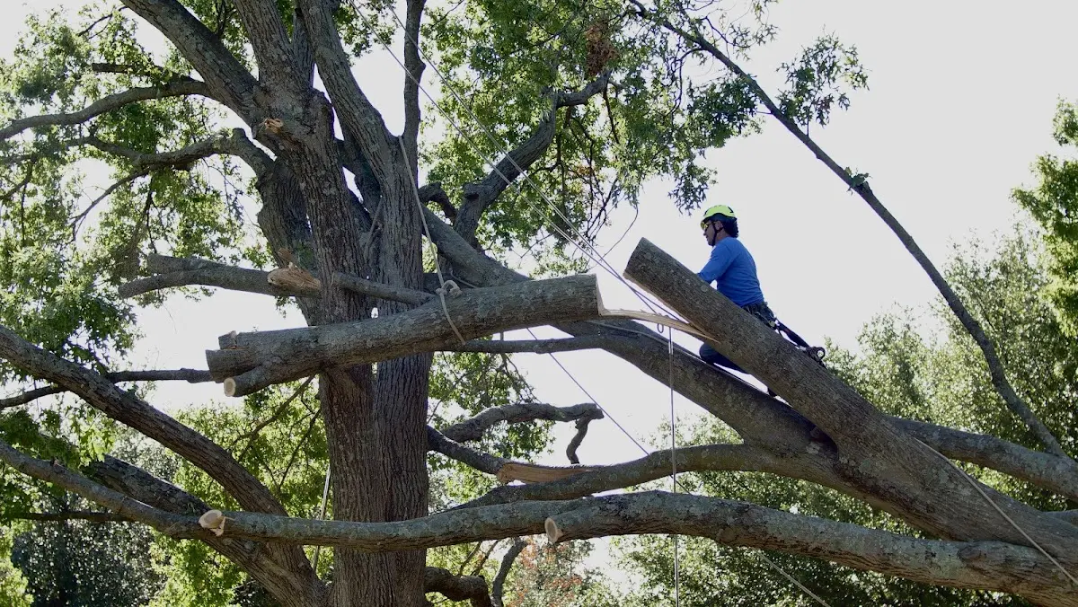 Professional Crown Thinning performed by certified arborists in Bearsville