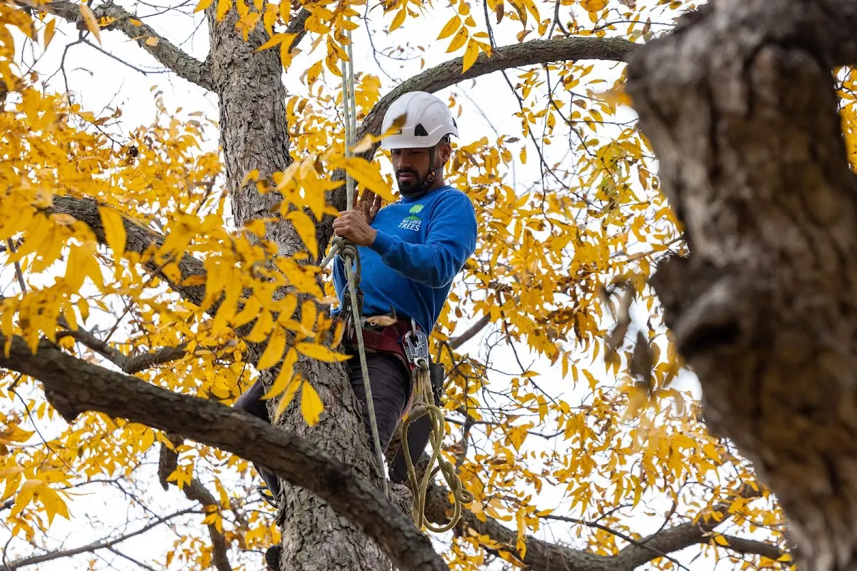 Skilled Tree Trimming crew working in Bearsville