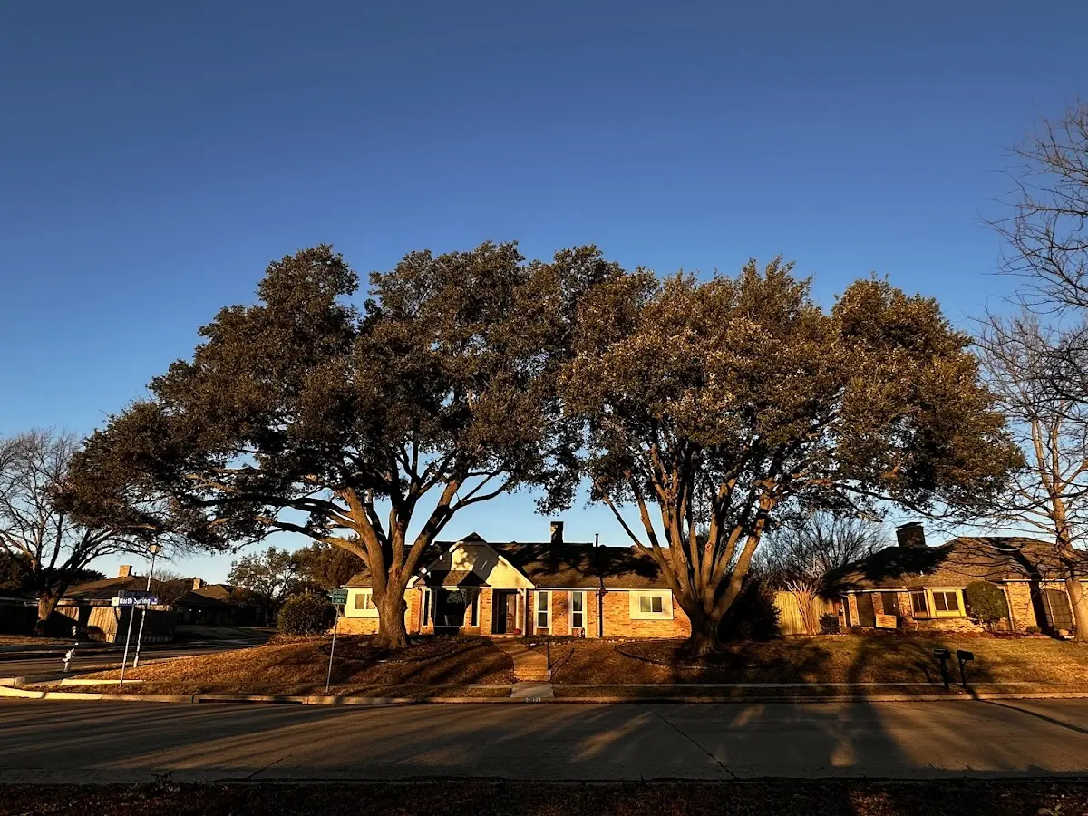 Established residential canopy tree shading a home in Bearsville